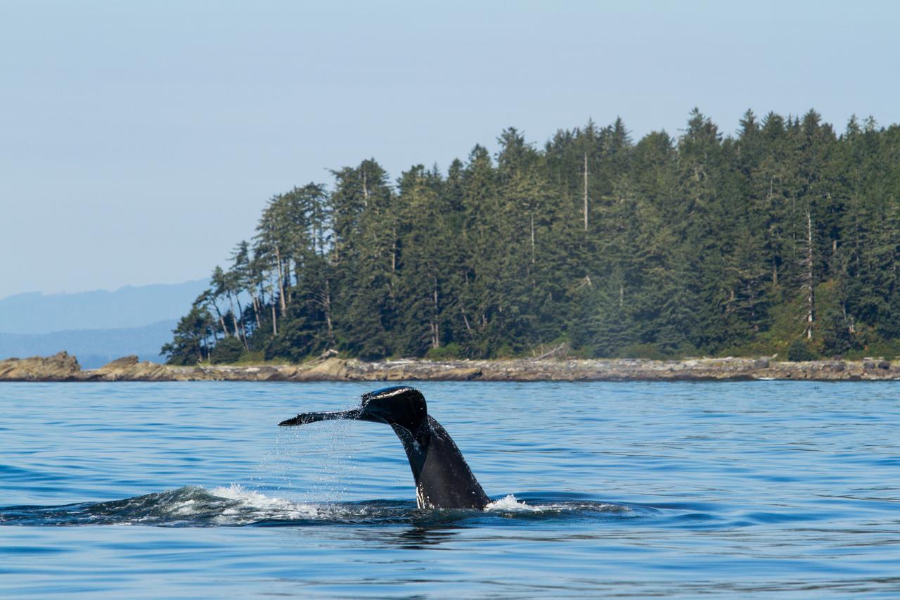 Tofino Resort + Marina Екстериор снимка