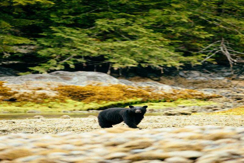 Tofino Resort + Marina Екстериор снимка